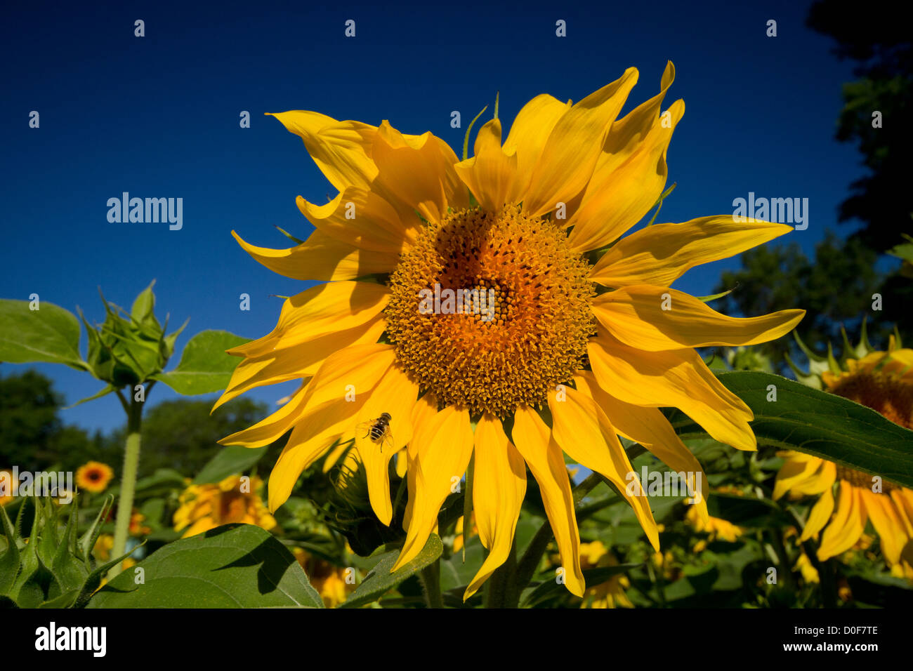 Sommerlandschaft mit Sonnenblumen und blauer Himmel Stockfoto