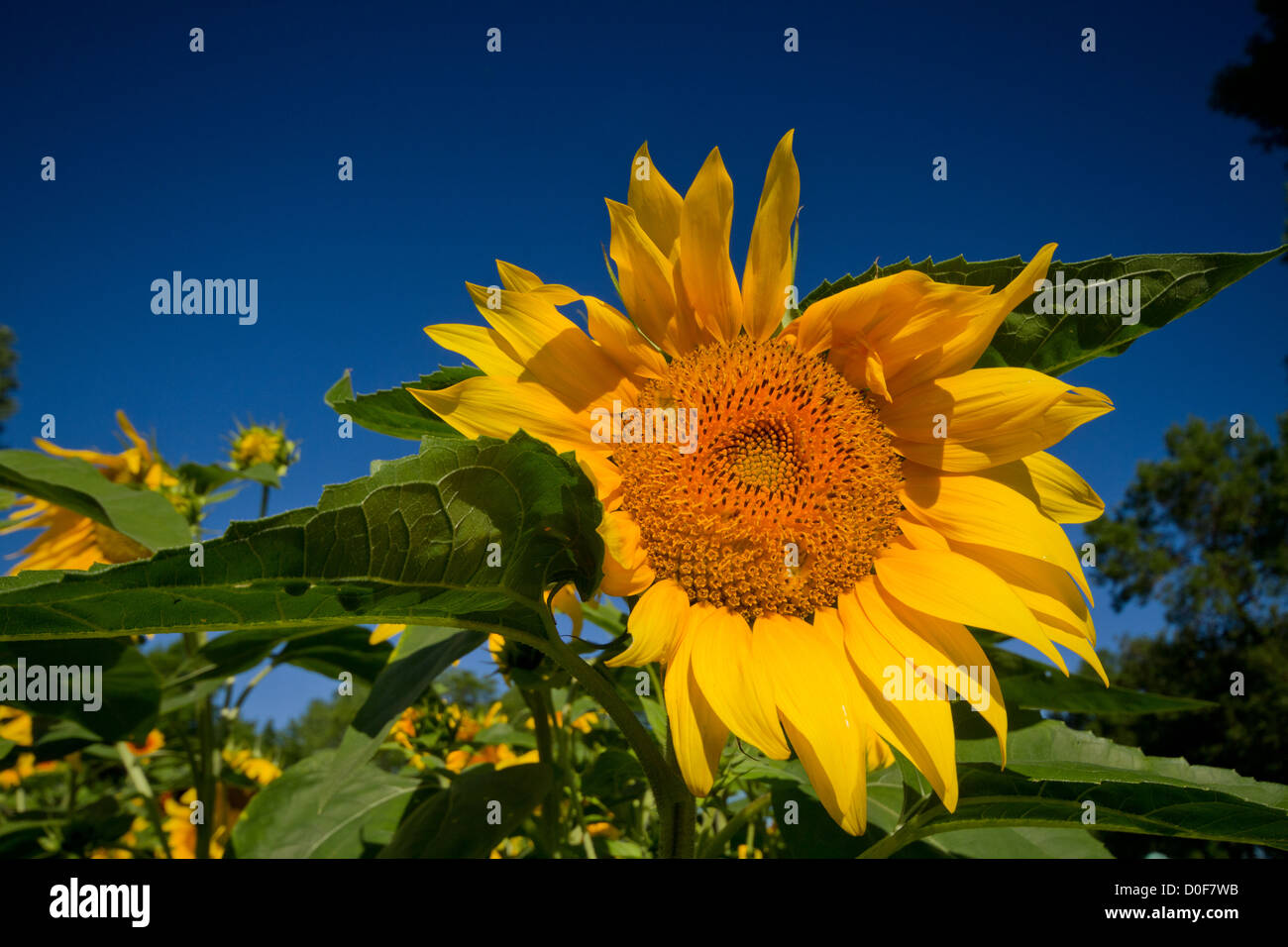 Sommertag mit Sonnenblumen und blauer Himmel Stockfoto