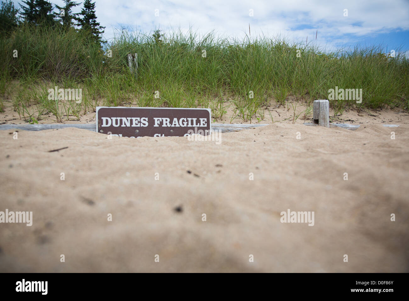 Empfindliche Dünen melden Sie an einem Strand im Acadia National Park in der Nähe von Bar Harbor, Maine Stockfoto
