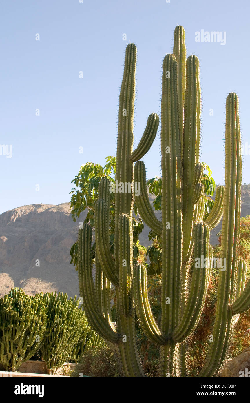 Kaktus Kakteen Wste Wsten, die groe lange spikey Spitzen spike  Stockfotografie - Alamy