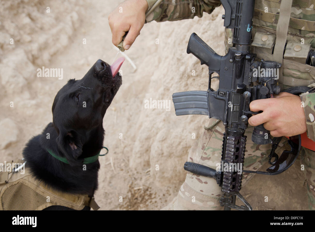 Ein US-Soldat gibt Wasser nach Paris, ein militärischer Arbeitshund während einer Sicherheitspatrouille 30. Oktober 2012 Khak-E-Safed, Farah Provinz, Afghanistan. Afghanischen Streitkräfte haben die Führung in Sicherheits-Operationen mit Koalitionstruppen als Mentoren statt. Stockfoto
