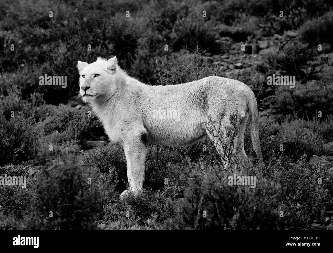 weißer Löwe stehend männliche Seite Ansicht schwarz / weiß Stockfoto