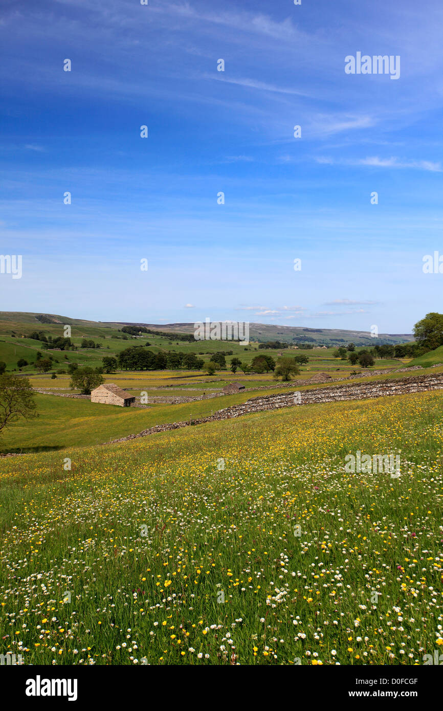 Blick über Blumen Wiese, Raydale, Yorkshire Dales National Park, England, Vereinigtes Königreich Stockfoto