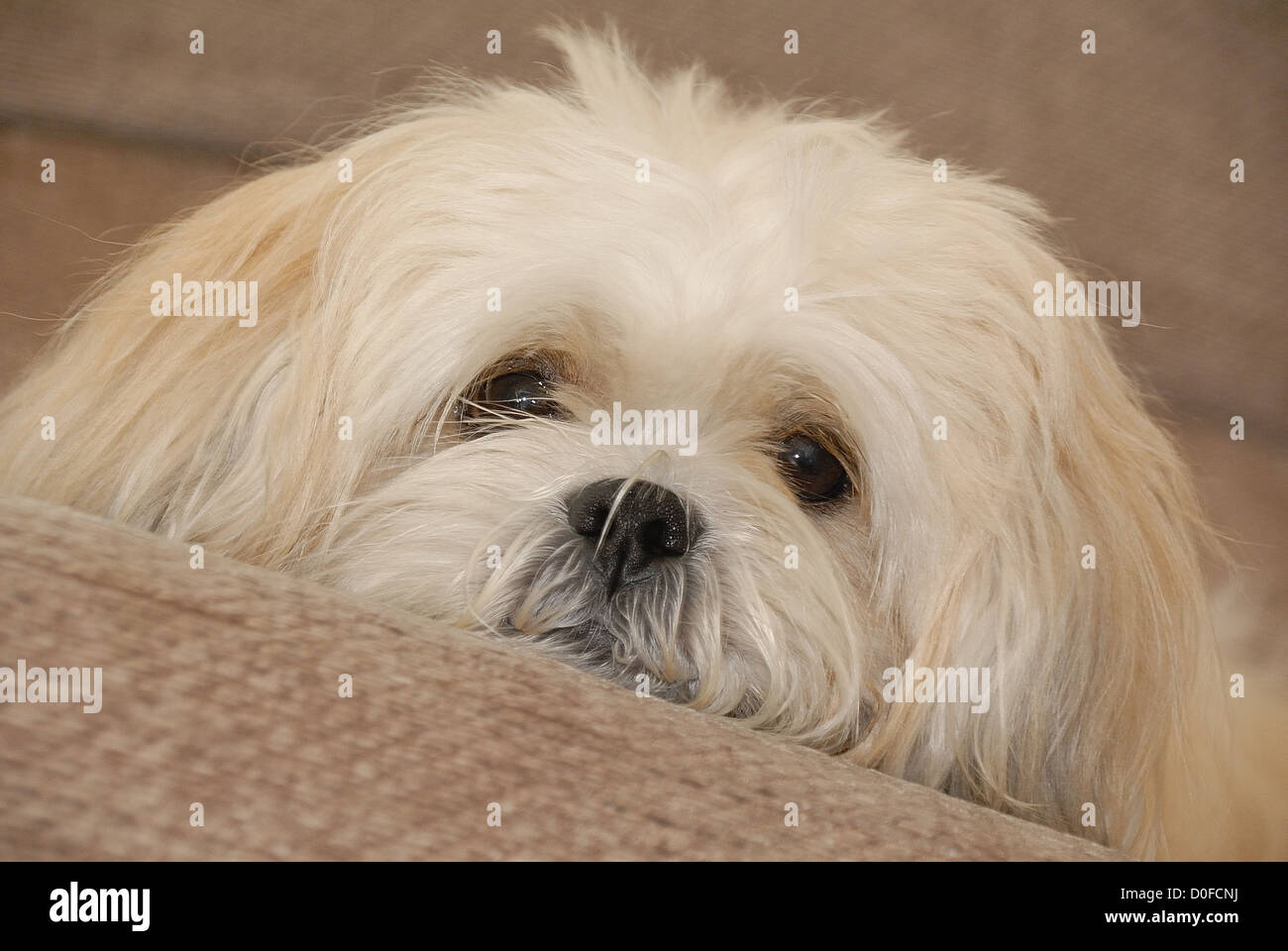 Trauriger Hund im Haus suchen. Stockfoto