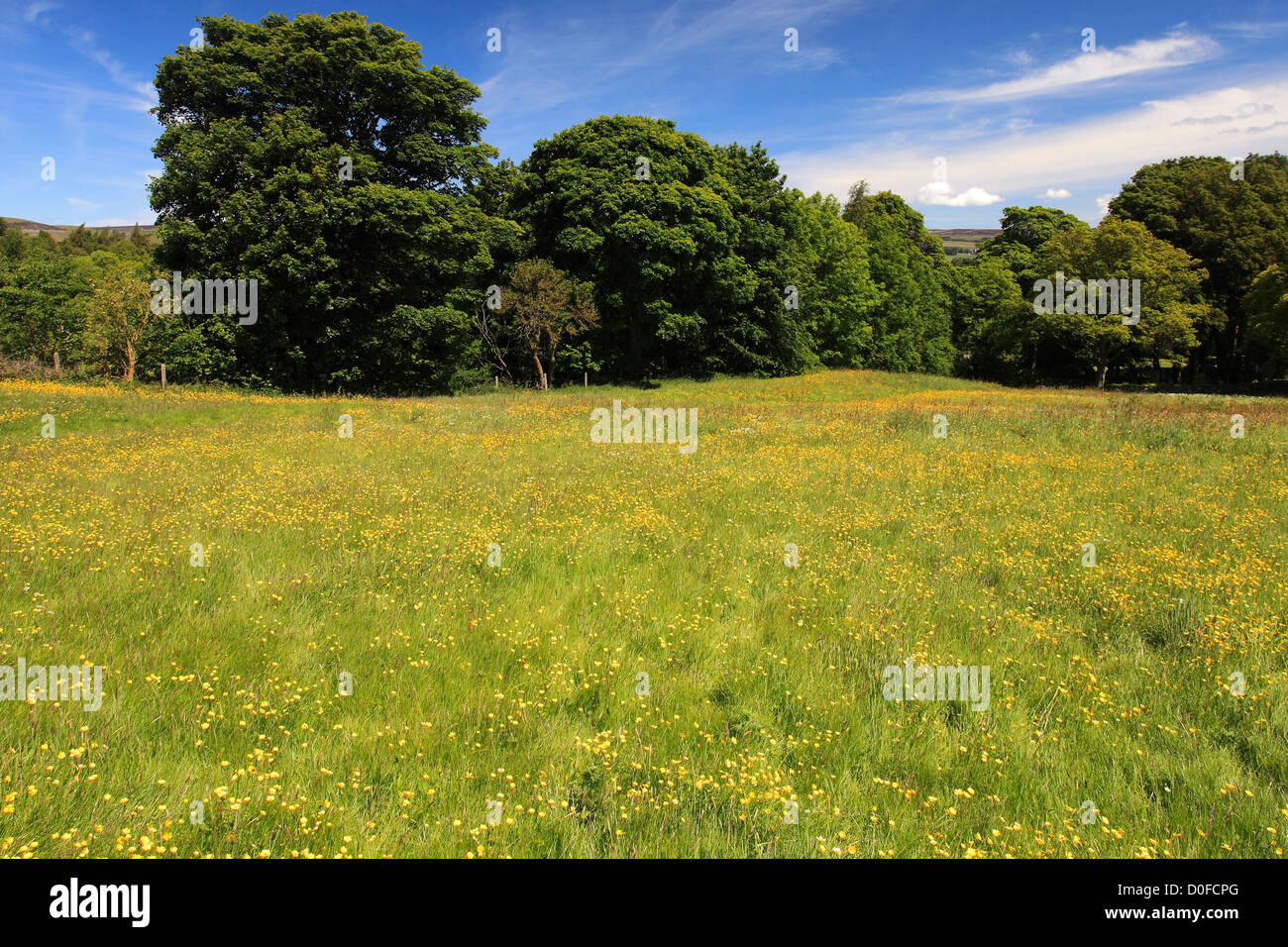 Sommer Blumenwiesen, Wensleydale; Yorkshire Dales National Park, North Yorkshire, England, Vereinigtes Königreich Stockfoto