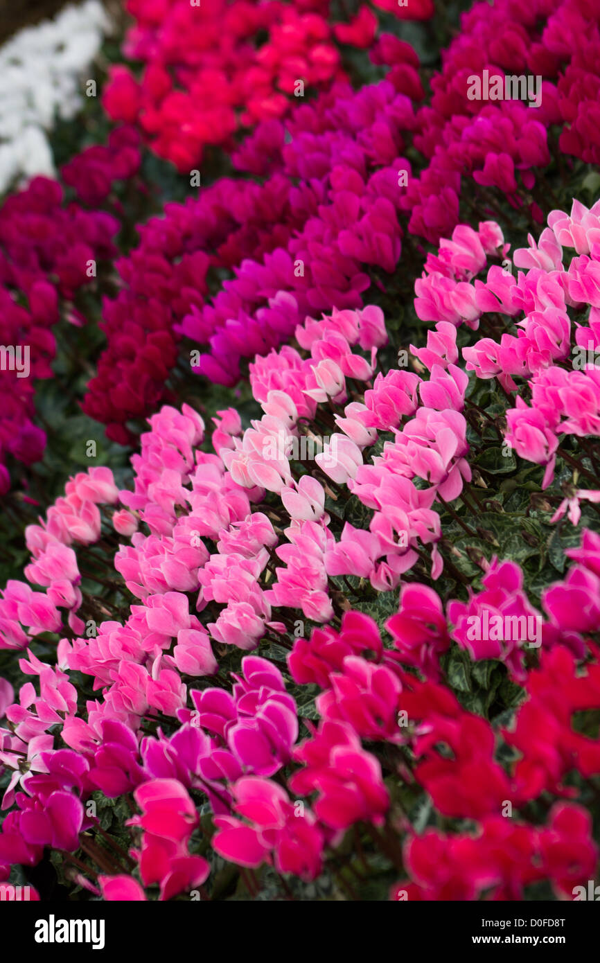 Gartenblumen (Alpenveilchen) für Verkauf Garten Zentrum Salisbury England Stockfoto