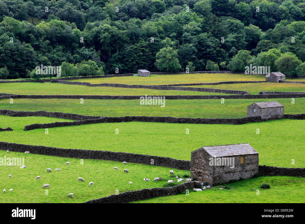 Stein Scheunen und Sommer Blumenwiesen, Feetham Dorf, Swaledale; Yorkshire Dales National Park, England, UK Stockfoto