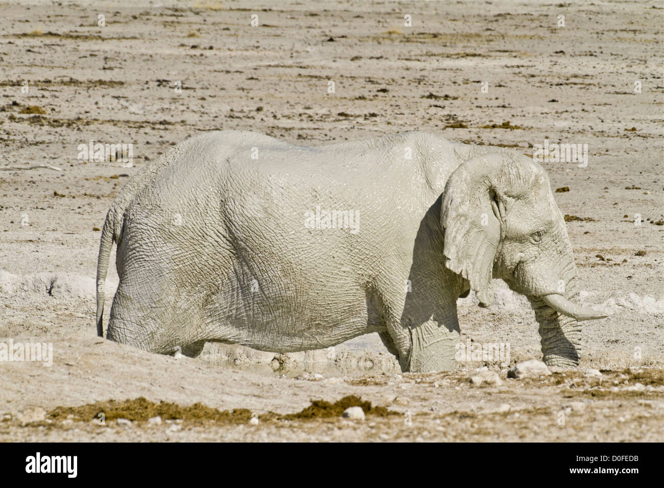 Elefanten in Namibia steht im Wasserloch Stockfoto