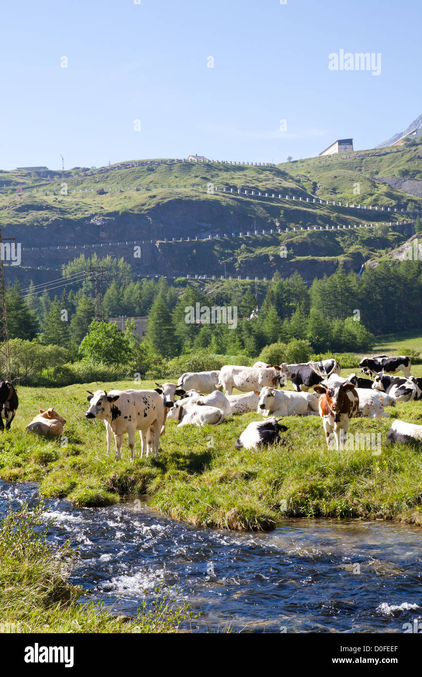 Italienische Kühe an einem sonnigen Tag in der Nähe von Susa, Piemont, Italienische Alpen Stockfoto