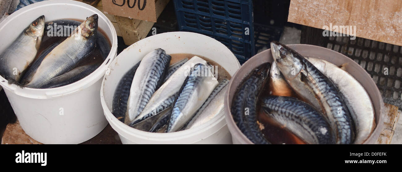 Fischen im Markt Stockfoto