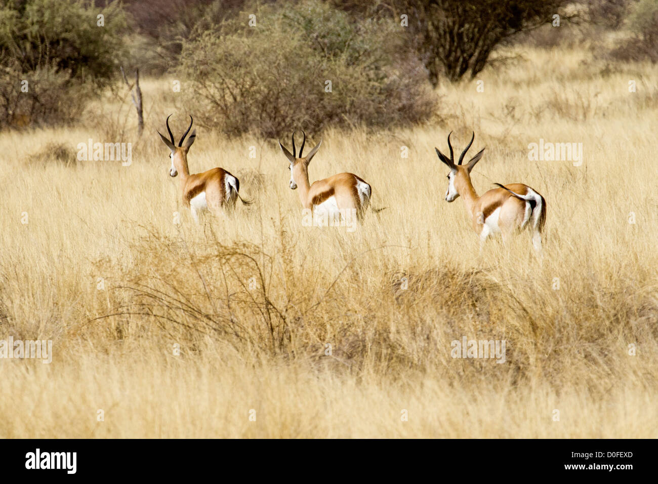 Herde von Springbock in der Steppe von Namibia Stockfotografie - Alamy