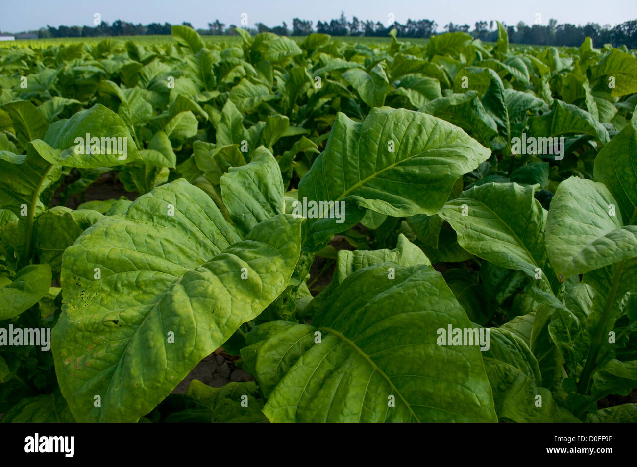 Tabakfeld Ontario, Kanada im Sommer. Rauchen gesundheitsschädlich, aber viele medizinische Anwendungen. Stockfoto