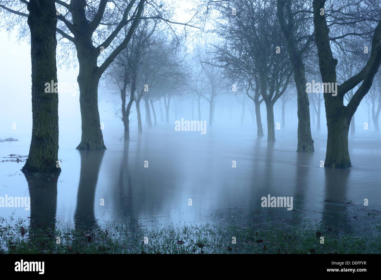 Bäume spiegeln sich in der Flutwasser aus dem Fluss Trent und am frühen Morgennebel. East Staffordshire. UK 24.11.2012 Stockfoto