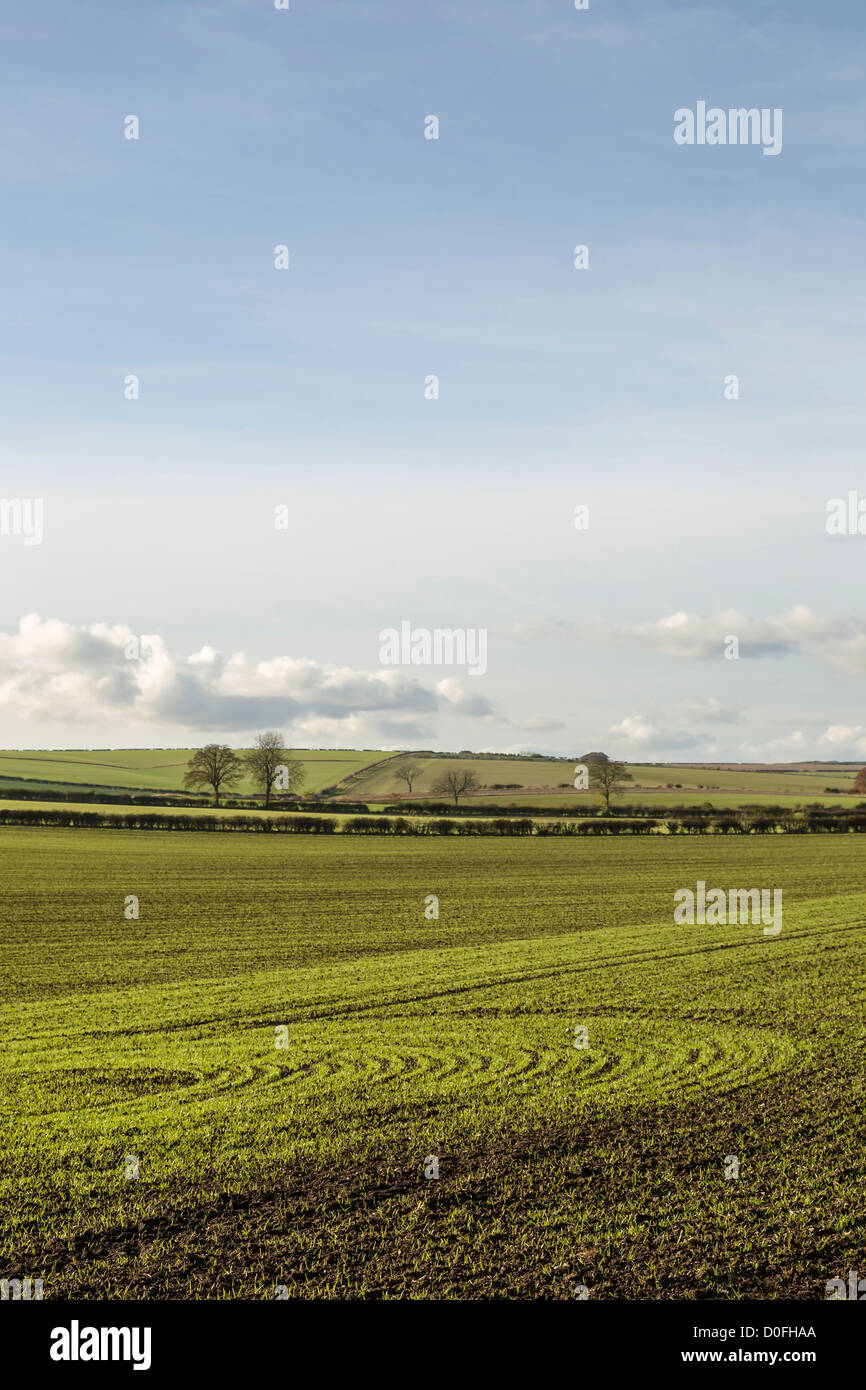 Muster in neu gesäten Kulturen gemacht von der Herbst-Sonne, East Yorkshire, England Stockfoto