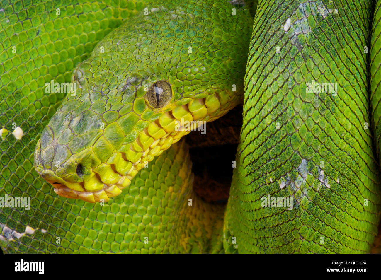 Grüner Baum Boa / Corallus Caninus Stockfoto
