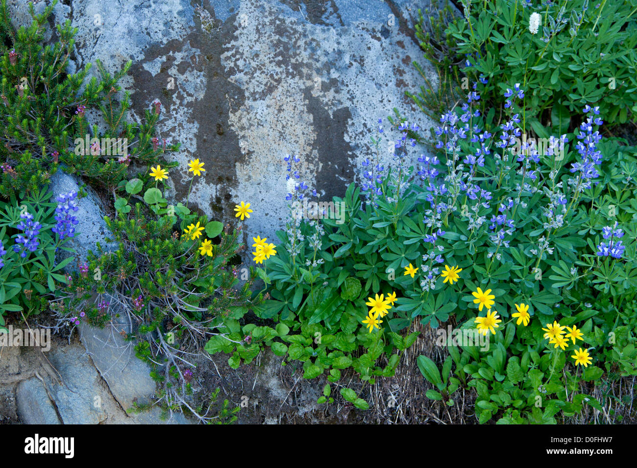 Wildblumen im Paradise, Mt Ranier Nationalpark, Washington Stockfoto