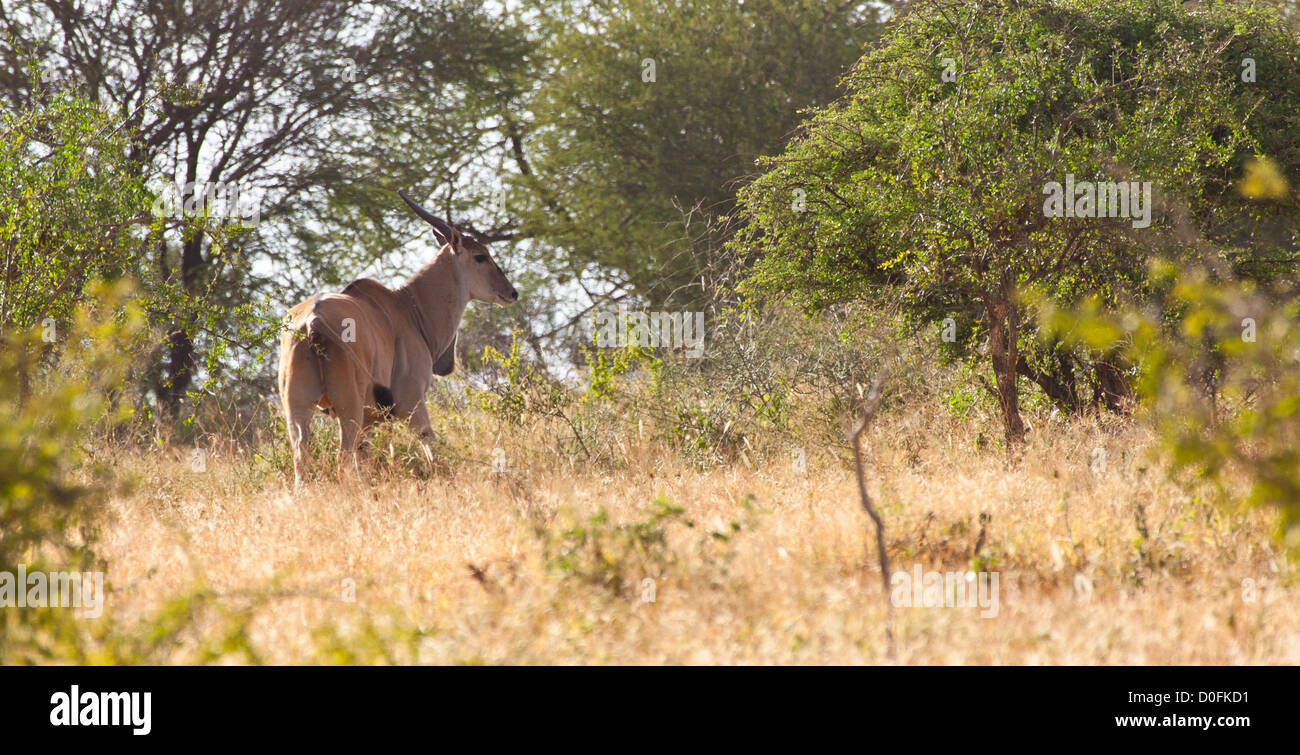 Eine Reihe von Eland überqueren Sie den afrikanischen Busch. Serengeti Nationalpark, Tansania Stockfoto