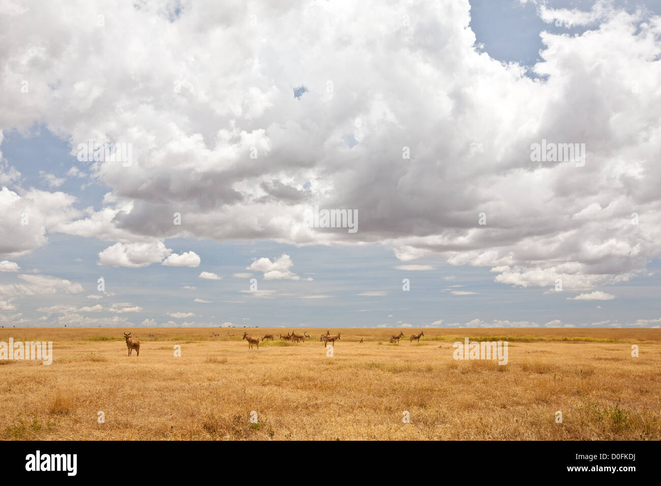 Côtes Kuhantilopen grasen in der Savanne. Serengeti Nationalpark, Tansania Stockfoto