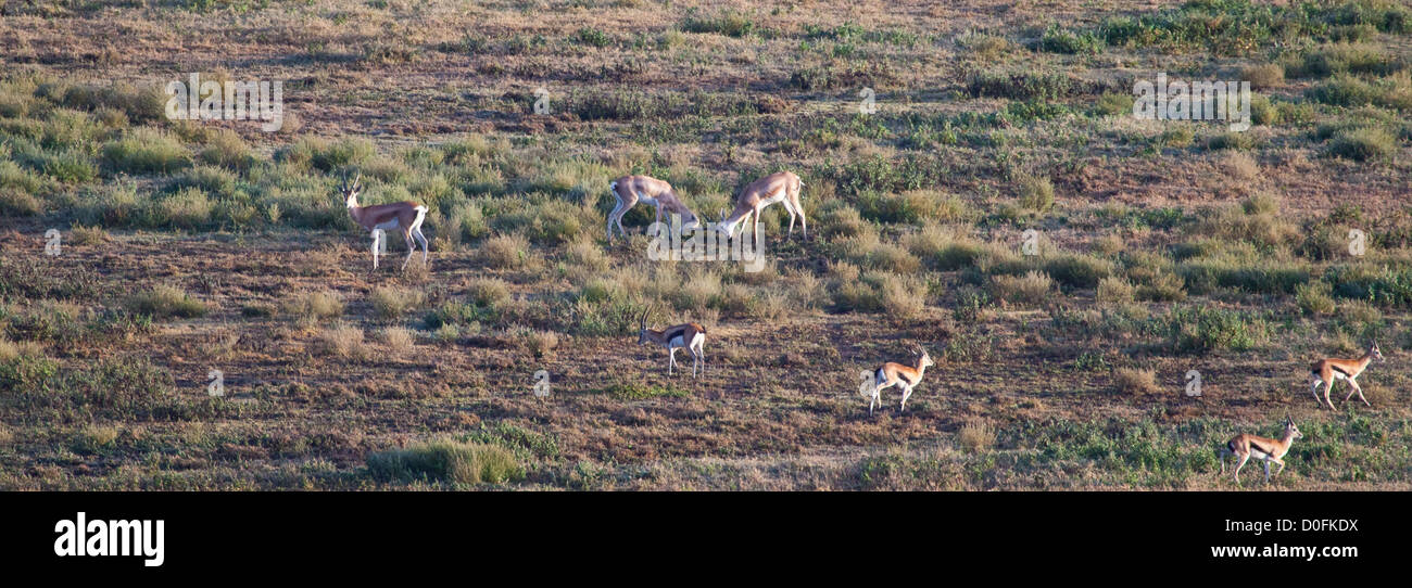 Zwei männliche Grant Gazellen Platz ab für den Kampf während der Paarungszeit. Serengeti Nationalpark, Tansania Stockfoto