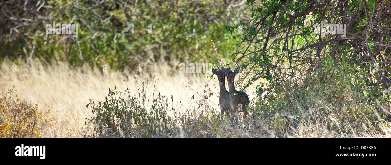 Ein paar Dik Diks aussehen behutsam in die Kamera unter einem Pinsel. Serengeti Nationalpark, Tansania Stockfoto