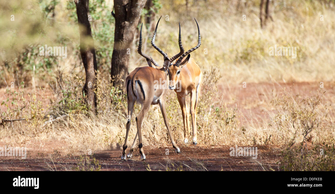 Zwei männliche Impalas Platz ab für den Kampf während der Paarungszeit. Serengeti Nationalpark, Tansania Stockfoto