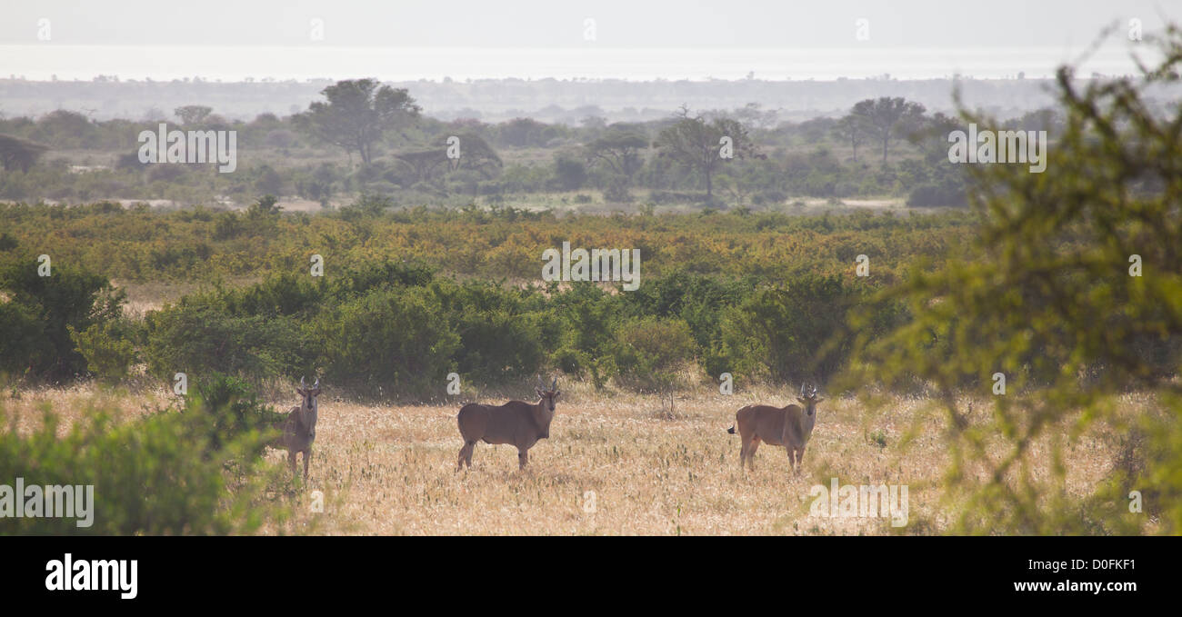 Eine Reihe von Eland überqueren Sie den afrikanischen Busch. Serengeti Nationalpark, Tansania Stockfoto