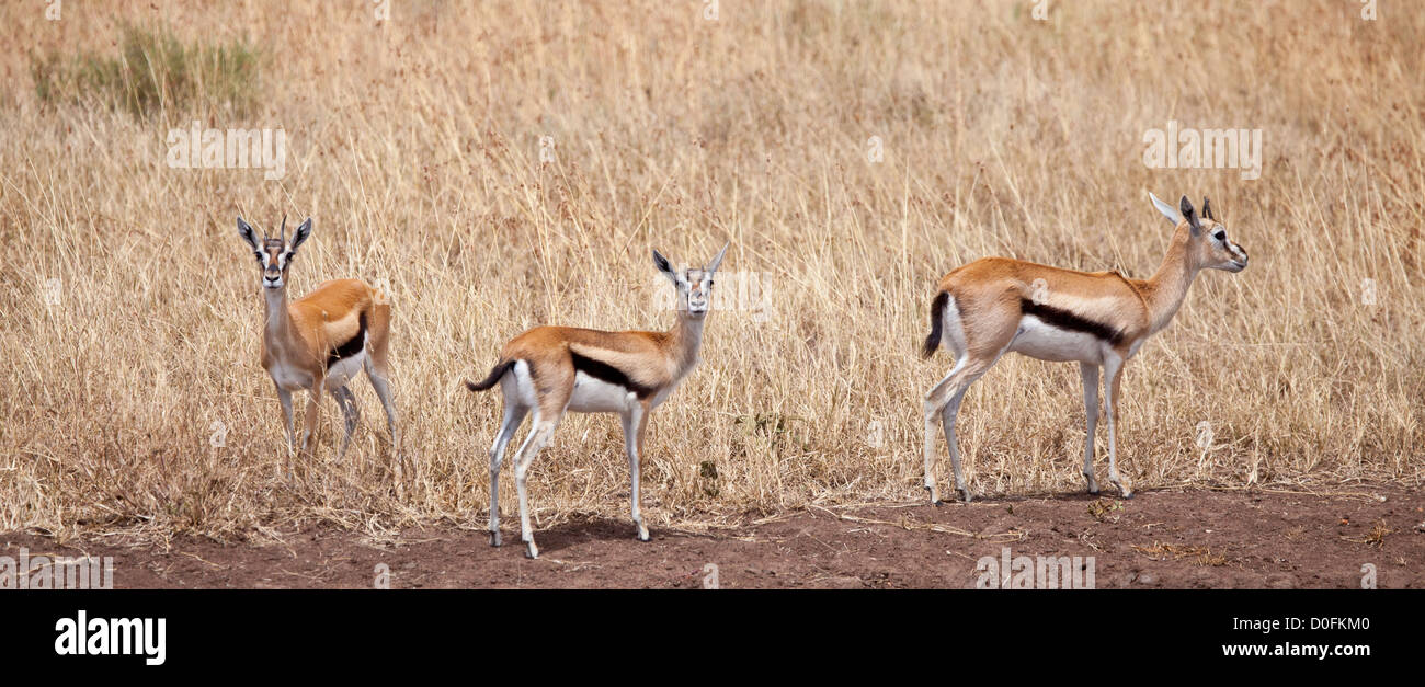 Ich Trio von Thompsons Gazellen auf der Savanne. Serengeti Nationalpark, Tansania Stockfoto