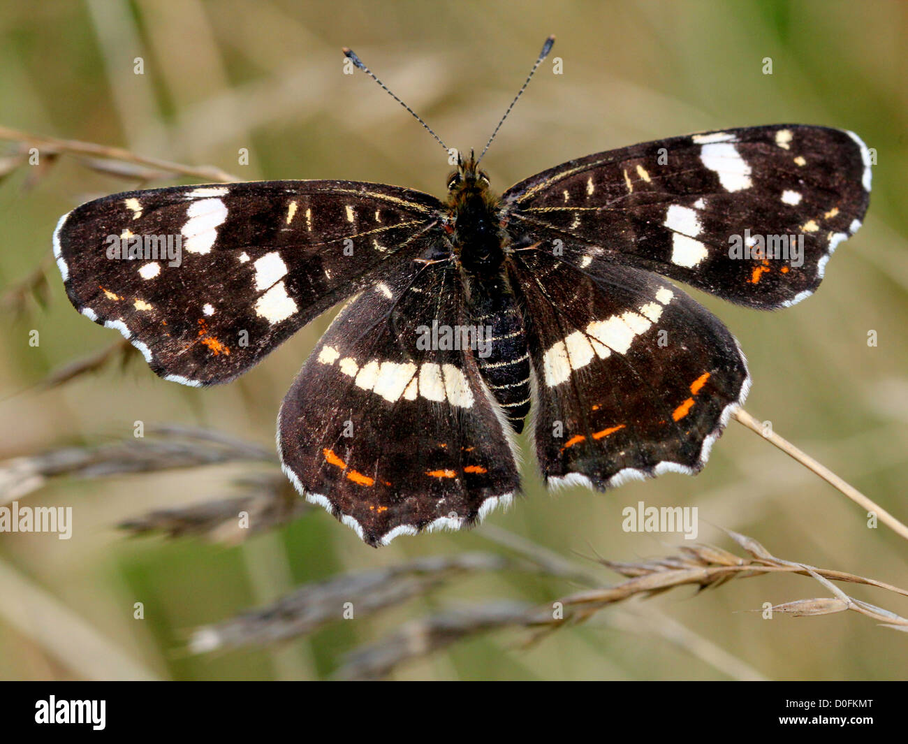 Karte von Butterfly (Araschnia Levana) in Sommerversion Stockfoto