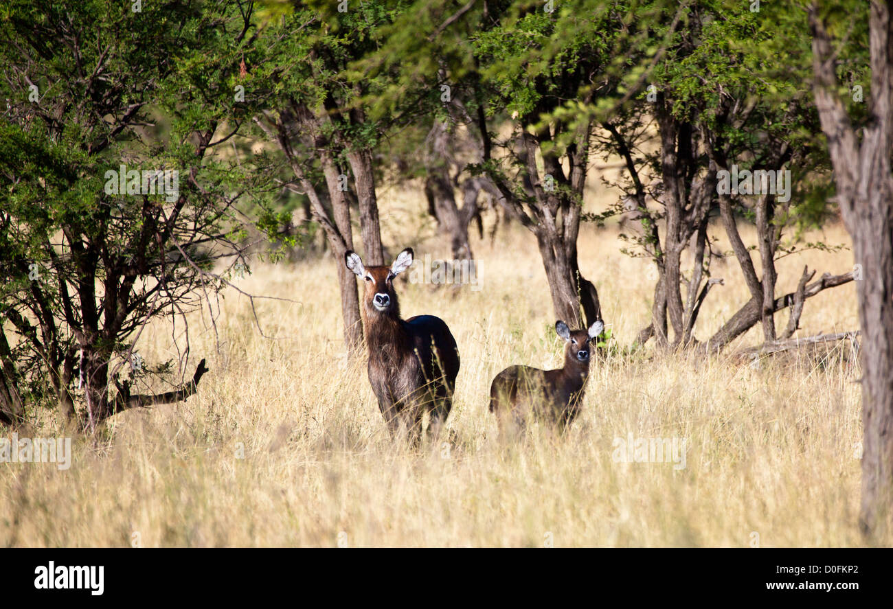 Wasserböcke Scannen für Gefahr in der Savanne. Serengeti Nationalpark, Tansania Stockfoto