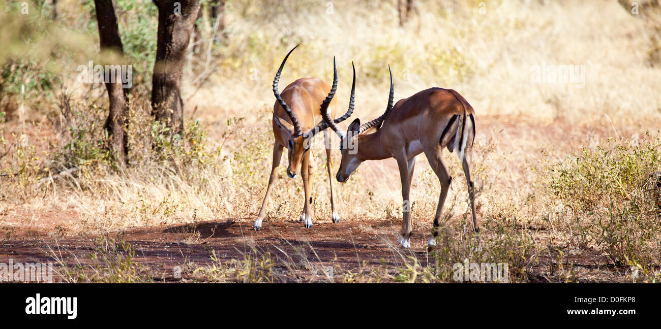 Zwei männliche Impalas Platz ab für den Kampf während der Paarungszeit. Serengeti Nationalpark, Tansania Stockfoto