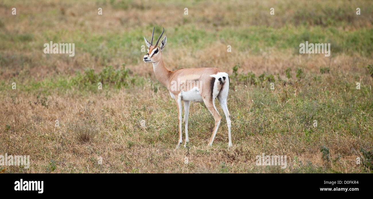 Porträt von einem Grant es Gazelle. Serengeti Nationalpark, Tansania Stockfoto
