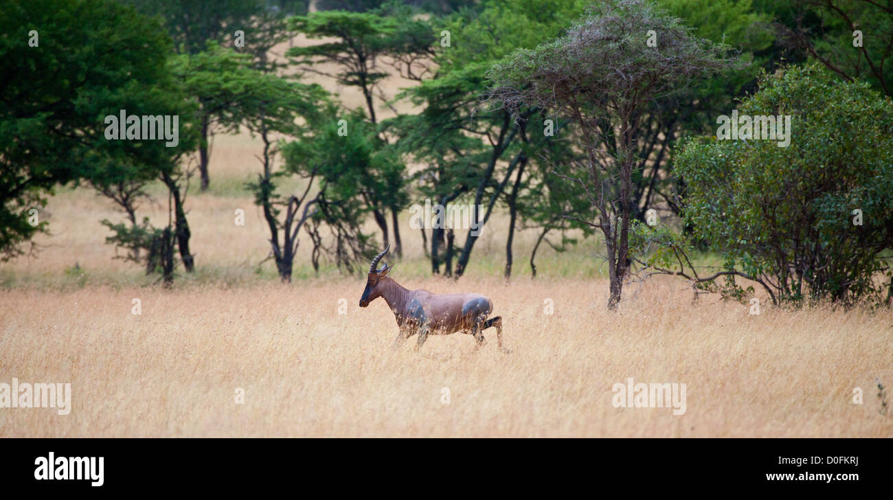 Ein Topi läuft durch die Savanne. Serengeti Nationalpark, Tansania Stockfoto