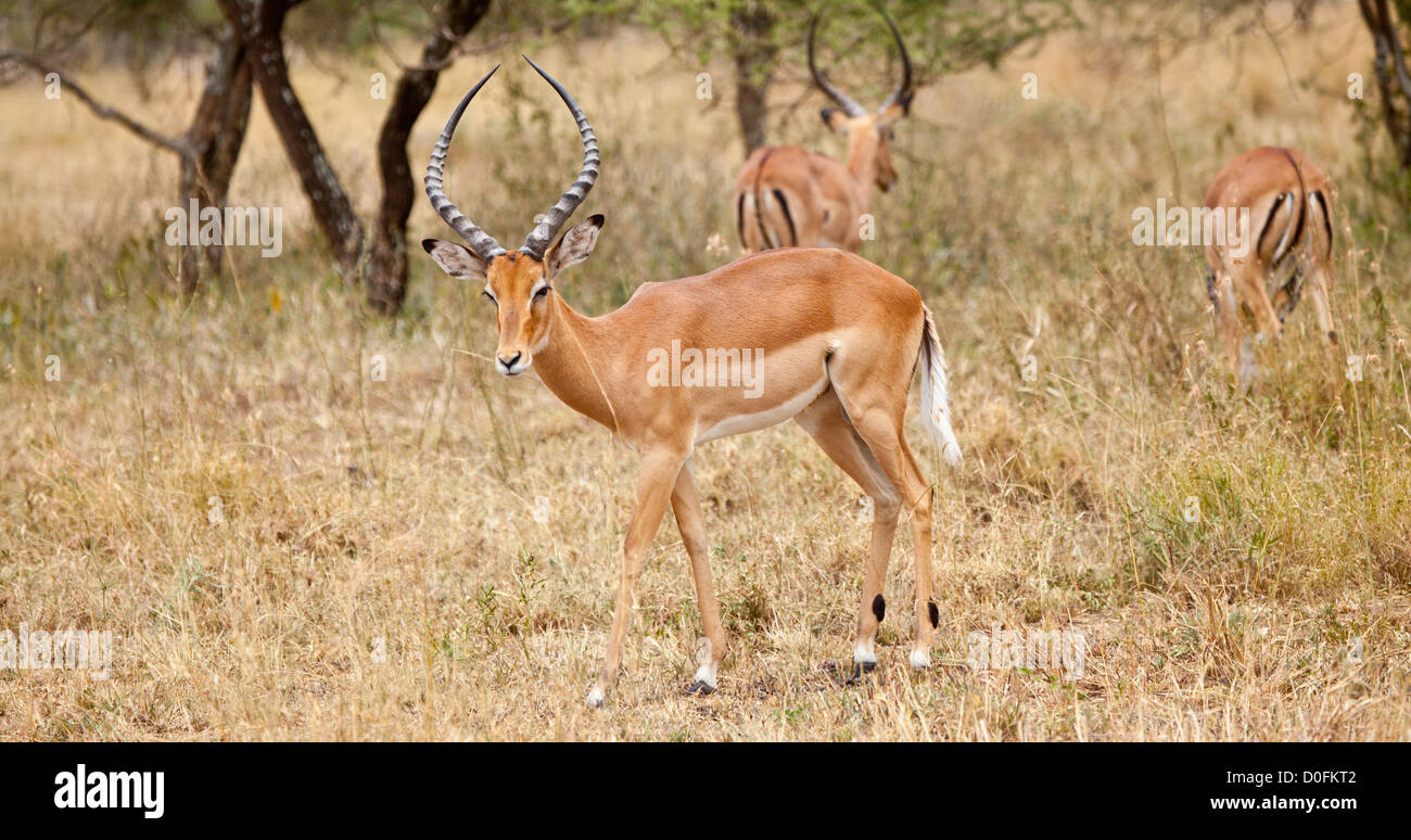 Impalas grasen in der afrikanischen Savanne. Serengeti Nationalpark, Tansania Stockfoto