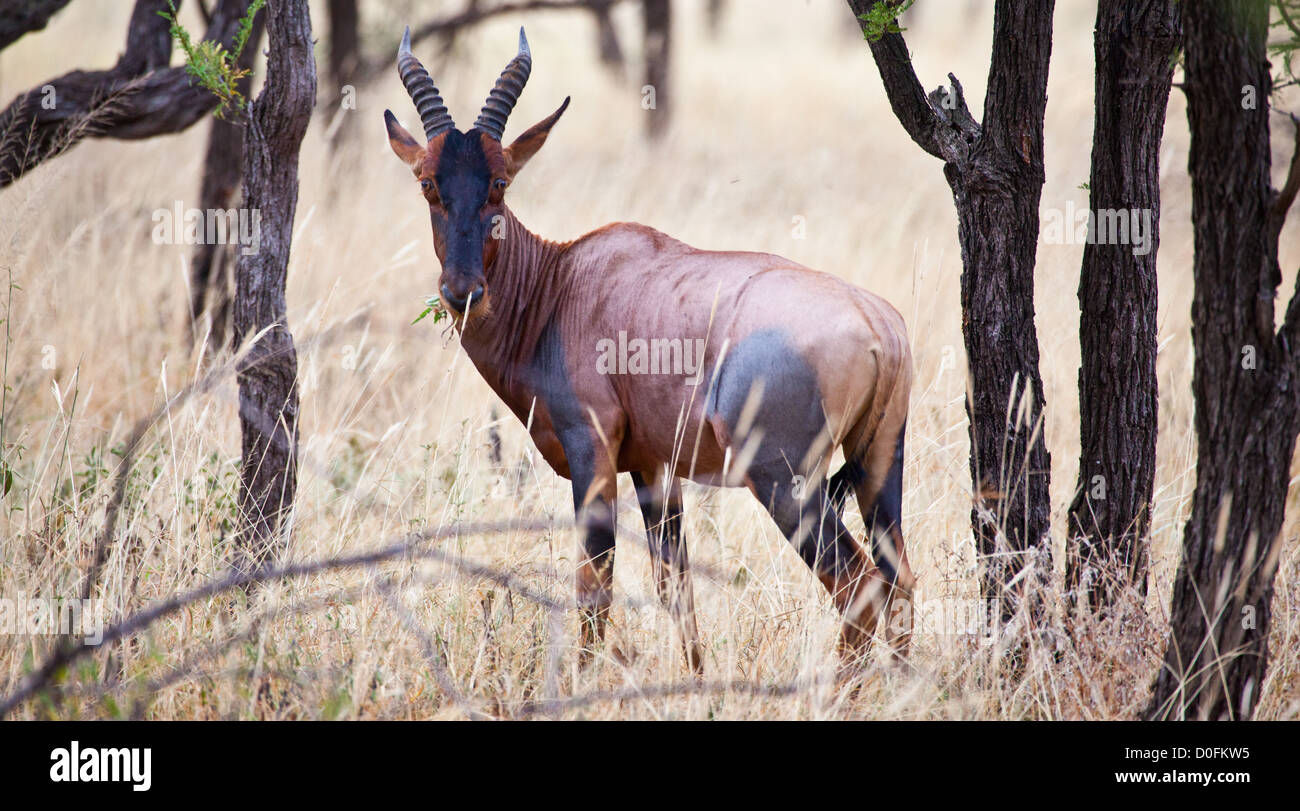 Ein Topi weidet in der Savanne. Serengeti Nationalpark, Tansania Stockfoto