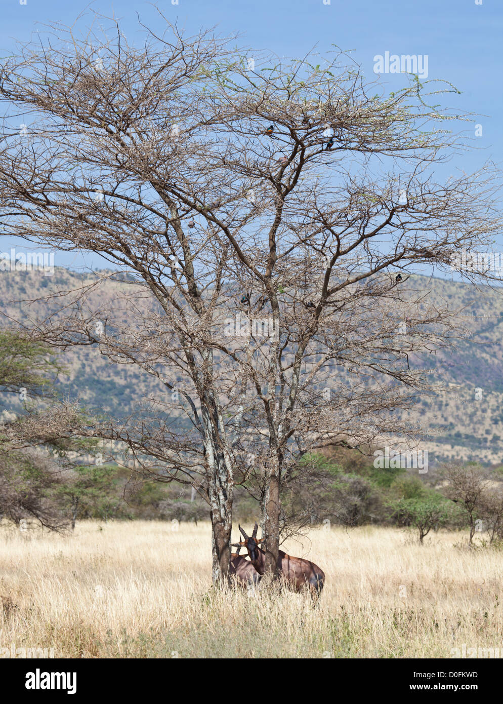 Ein Topi steht mit seinen Kopf zwischen zwei Akazien. Serengeti Nationalpark, Tansania Stockfoto