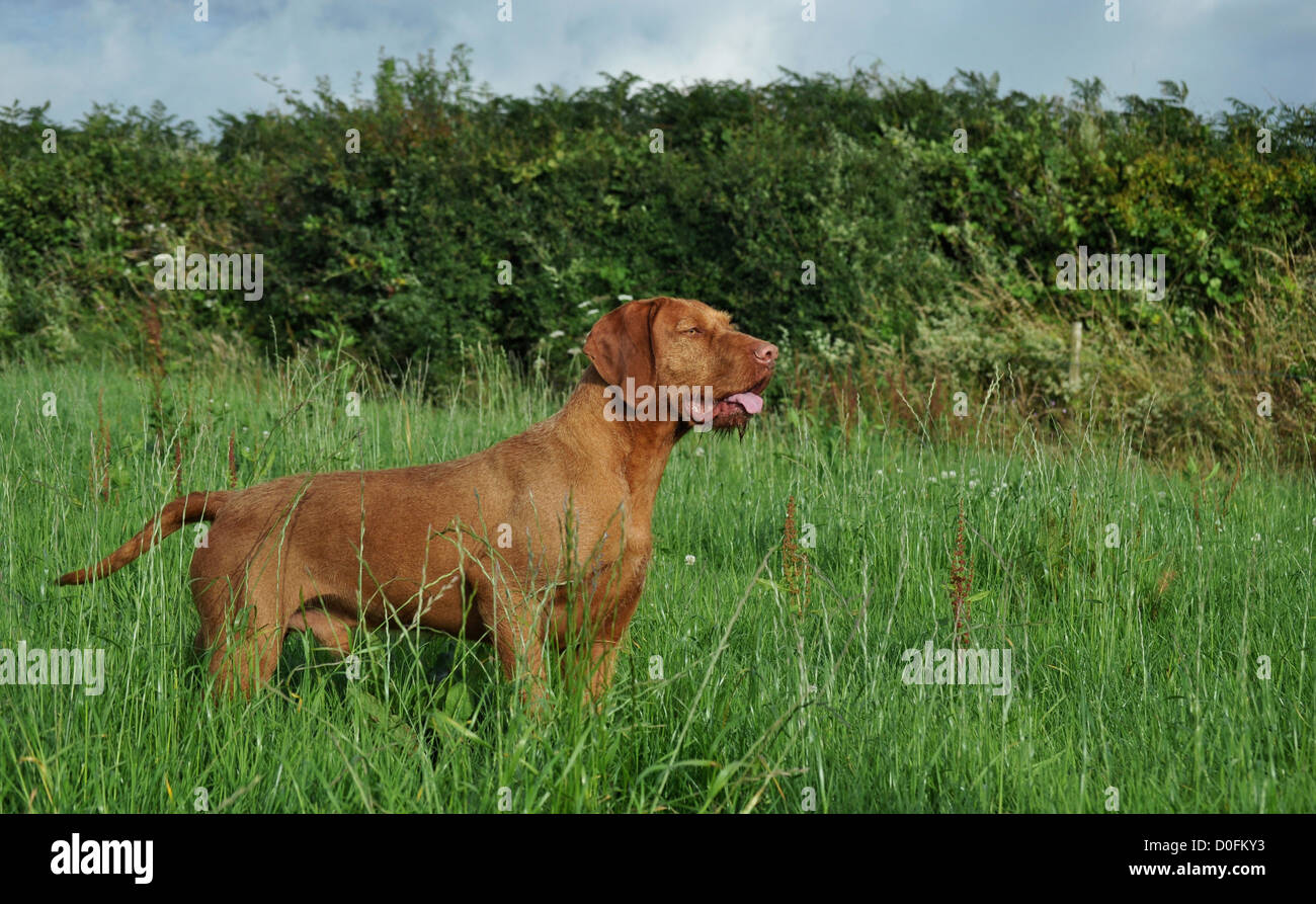 Magyar Vizsla Drahthaar Stockfoto