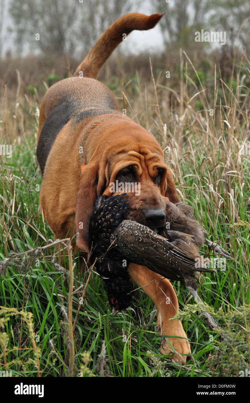 Bloodhound mit Fasan Stockfoto