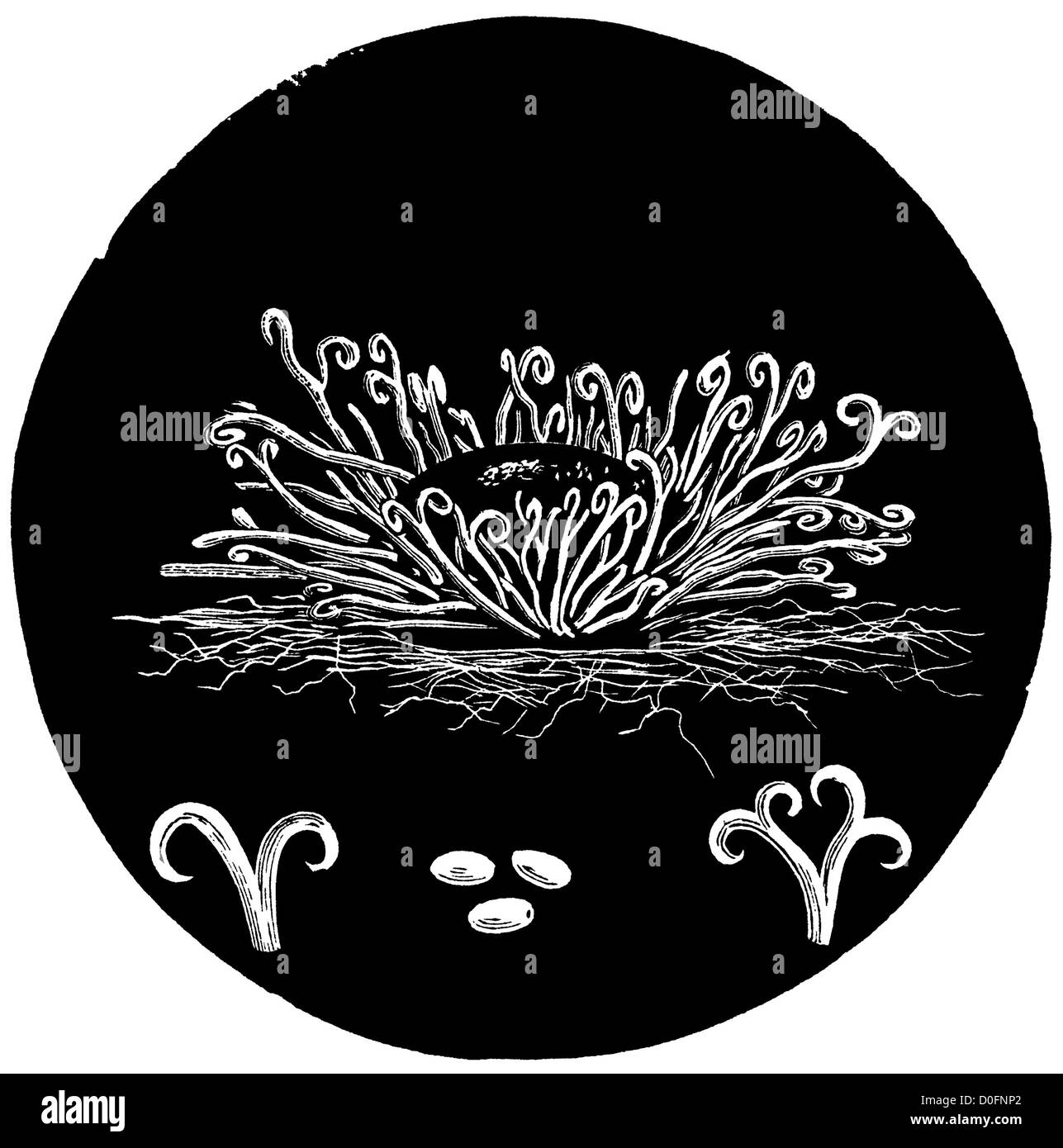 Ahorn und Knollenfäule mikroskopischen Pilz Pflanze Krankheit Vintage Illustration aus antikes Buch "The Spielzeit Naturforscher", London UK, 1889. Stockfoto