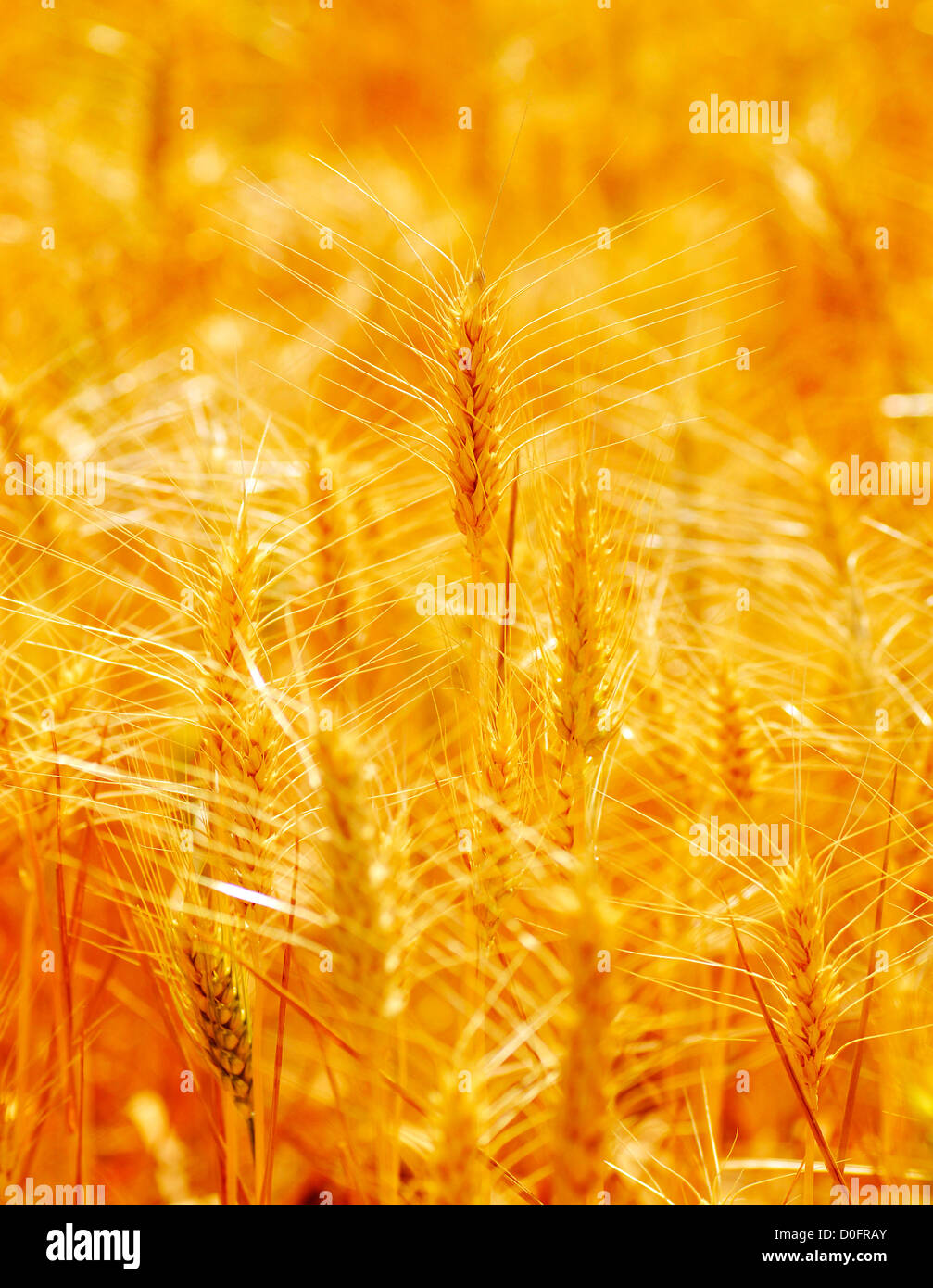 Staats-und Weizenkorn mit Feld im Hintergrund Stockfoto