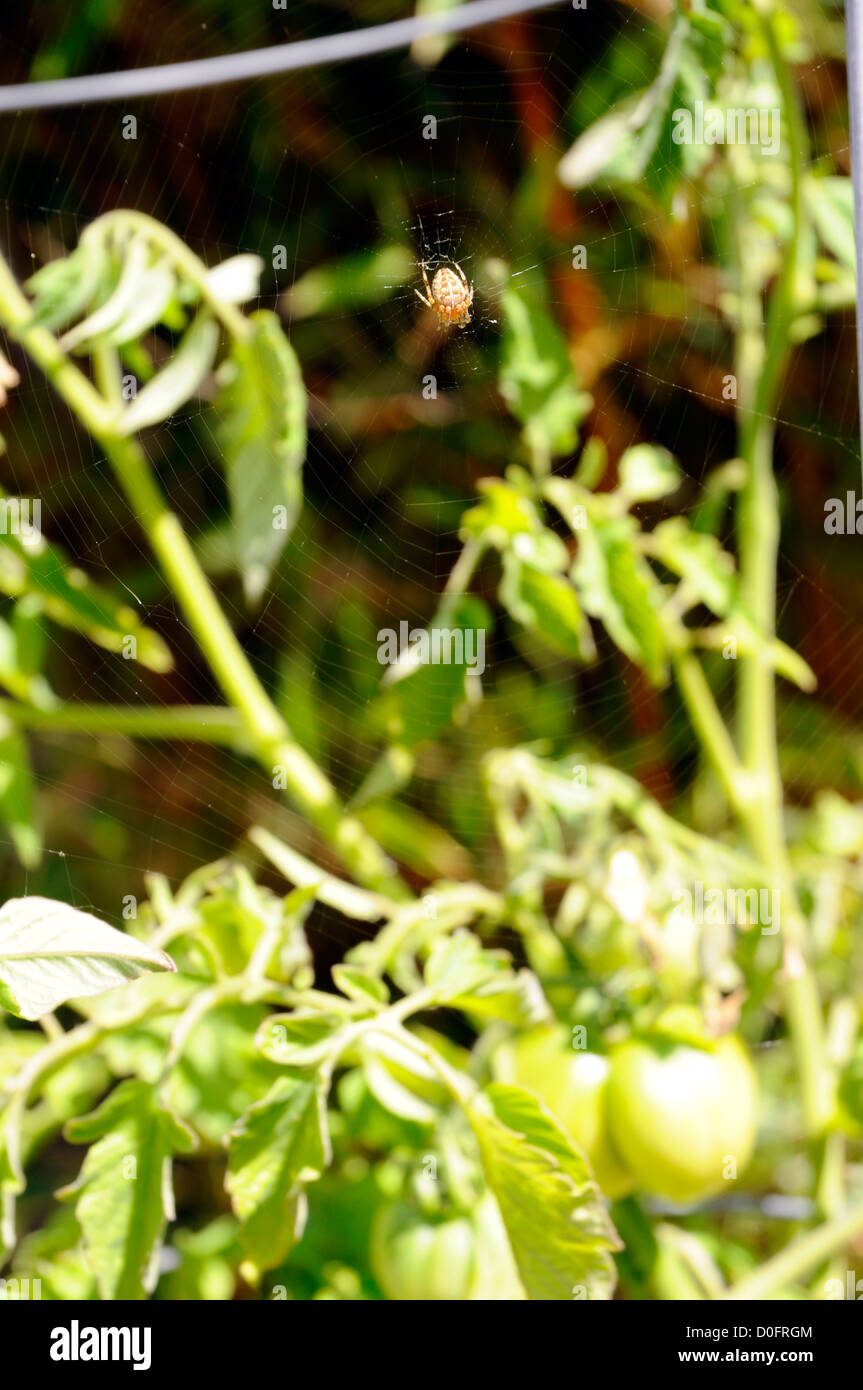 Spinne sitzt auf ihr Netz in einem Garten Stockfoto