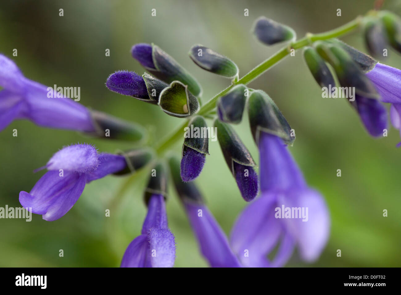 'Blue Ensign' Anis - duftender Salbei (Salvia guaranitica Paranasalvia) Stockfoto
