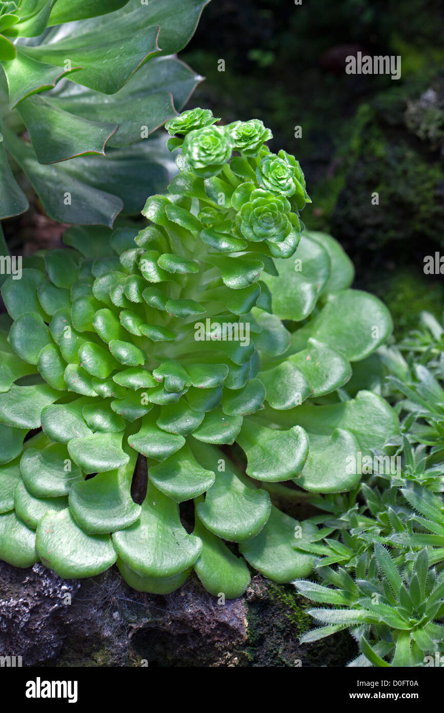 Baum Hauswurz, Disc Hauswurz (Aeonium glandulosum) Stockfoto