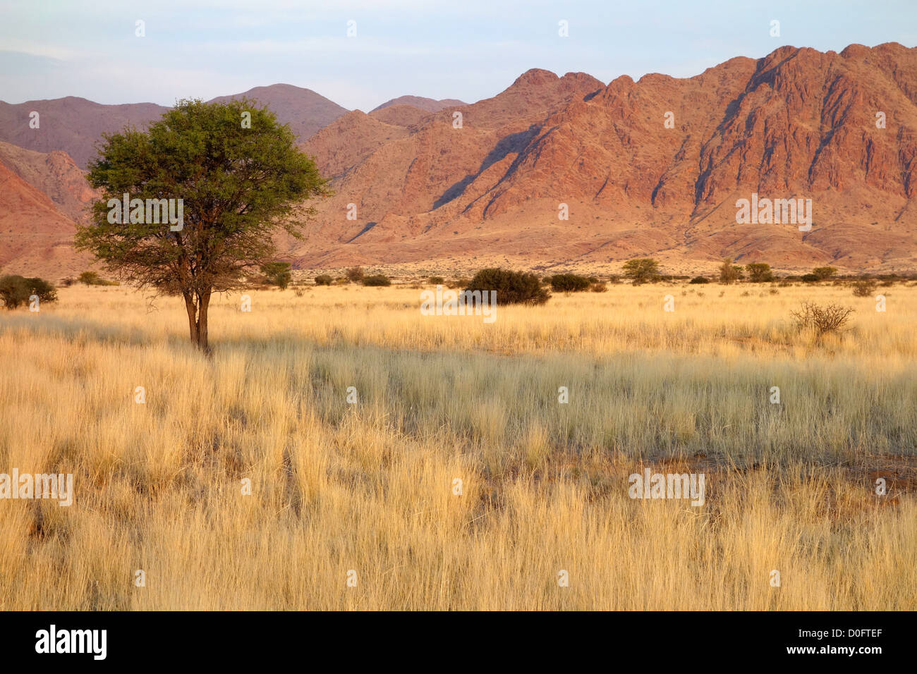 Wüstenlandschaft mit Gräsern und afrikanischen Akazien im späten Nachmittag Licht, Namibia, Südliches Afrika Stockfoto