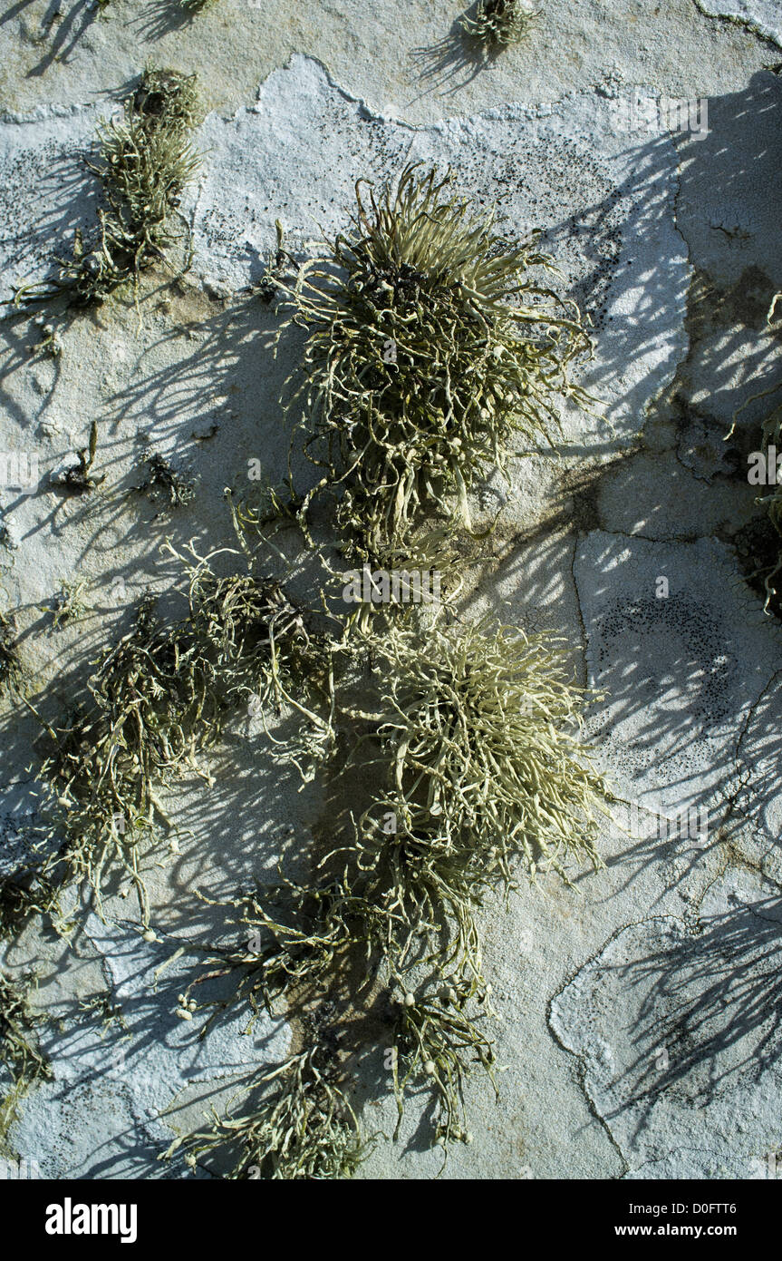 Dh FLECHTEN UK Ramalina siliquosa Meer elfenbein Flechten auf Grab stein usnea grünen Pilz Alga Stockfoto