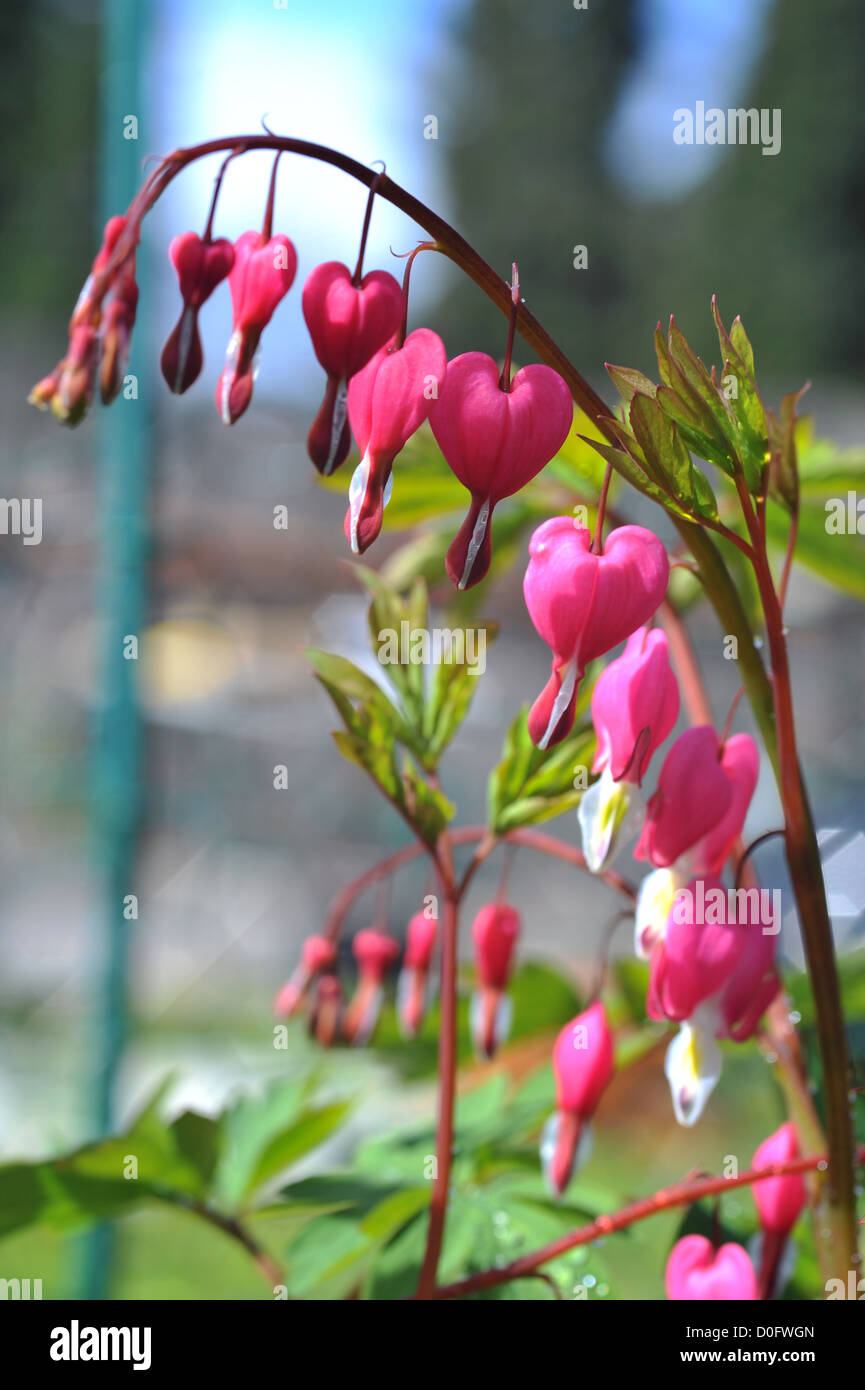 Mitleidige Blumen Stockfoto
