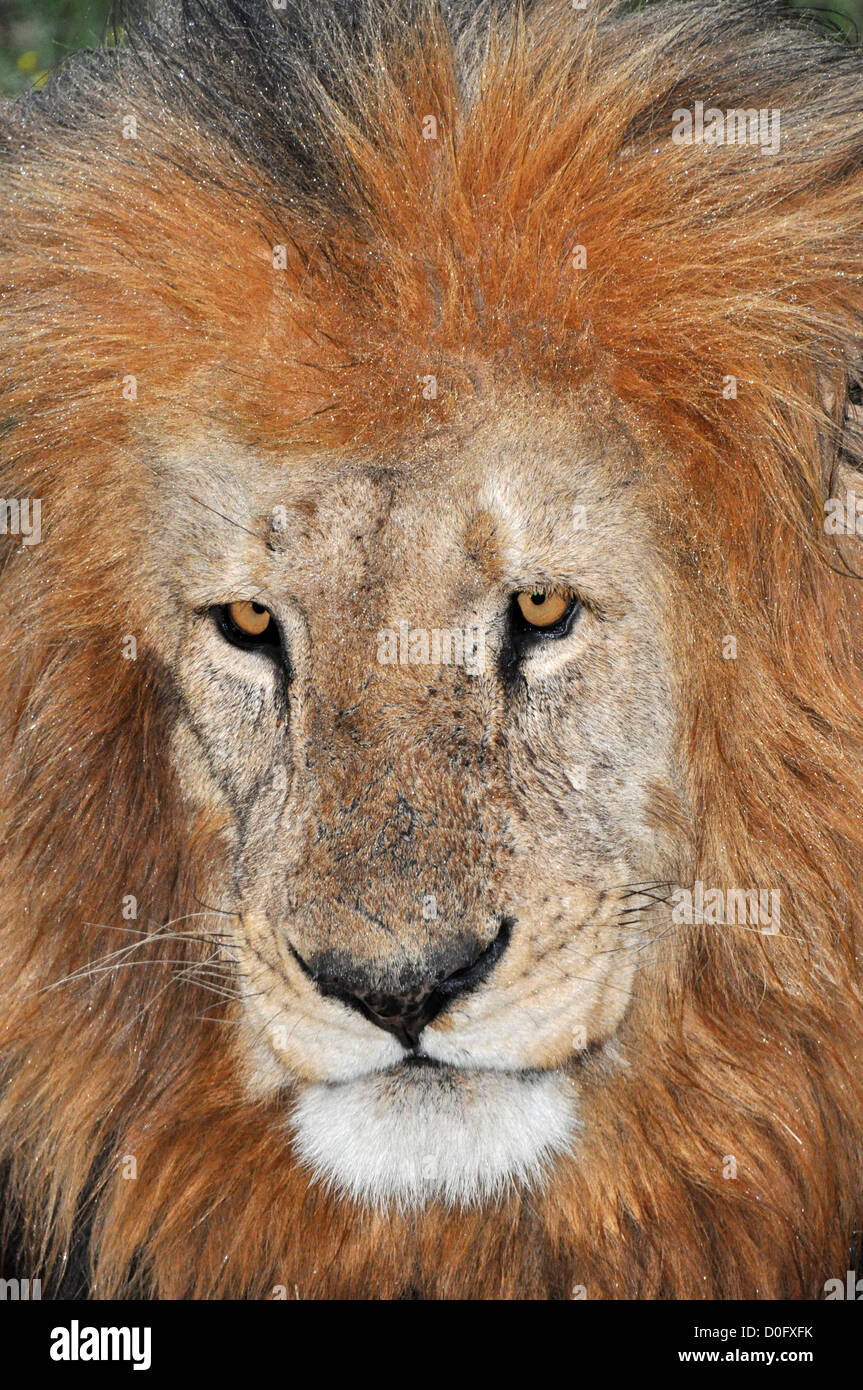 Löwe-Südafrika Stockfoto