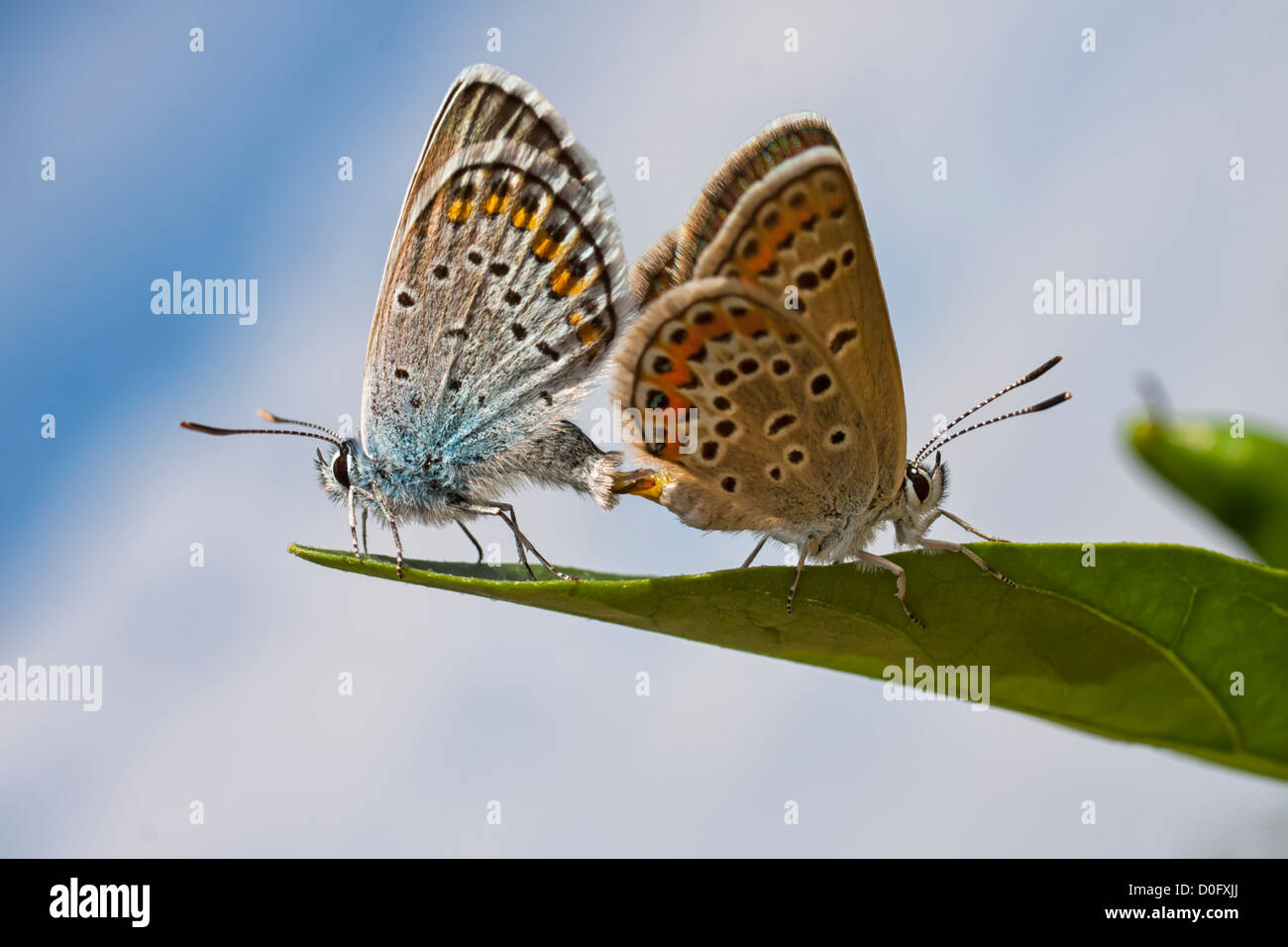 Gemeinsame blaue Schmetterlinge oder Polyommatus Icarus Paarung auf einem Blatt Stockfoto