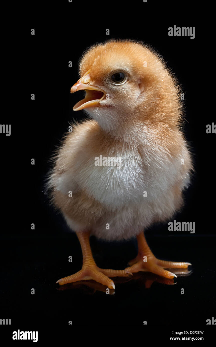 Baby-Chics oder Hühner Stockfoto
