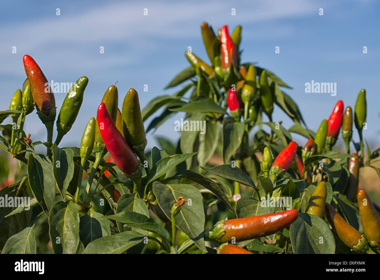 Chili peppers Stockfoto