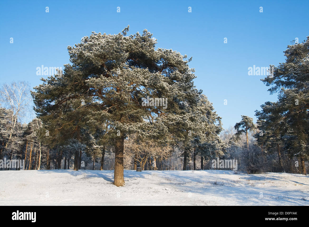 Kiefer-Baum in einem Park mit Schnee bedeckt Stockfoto